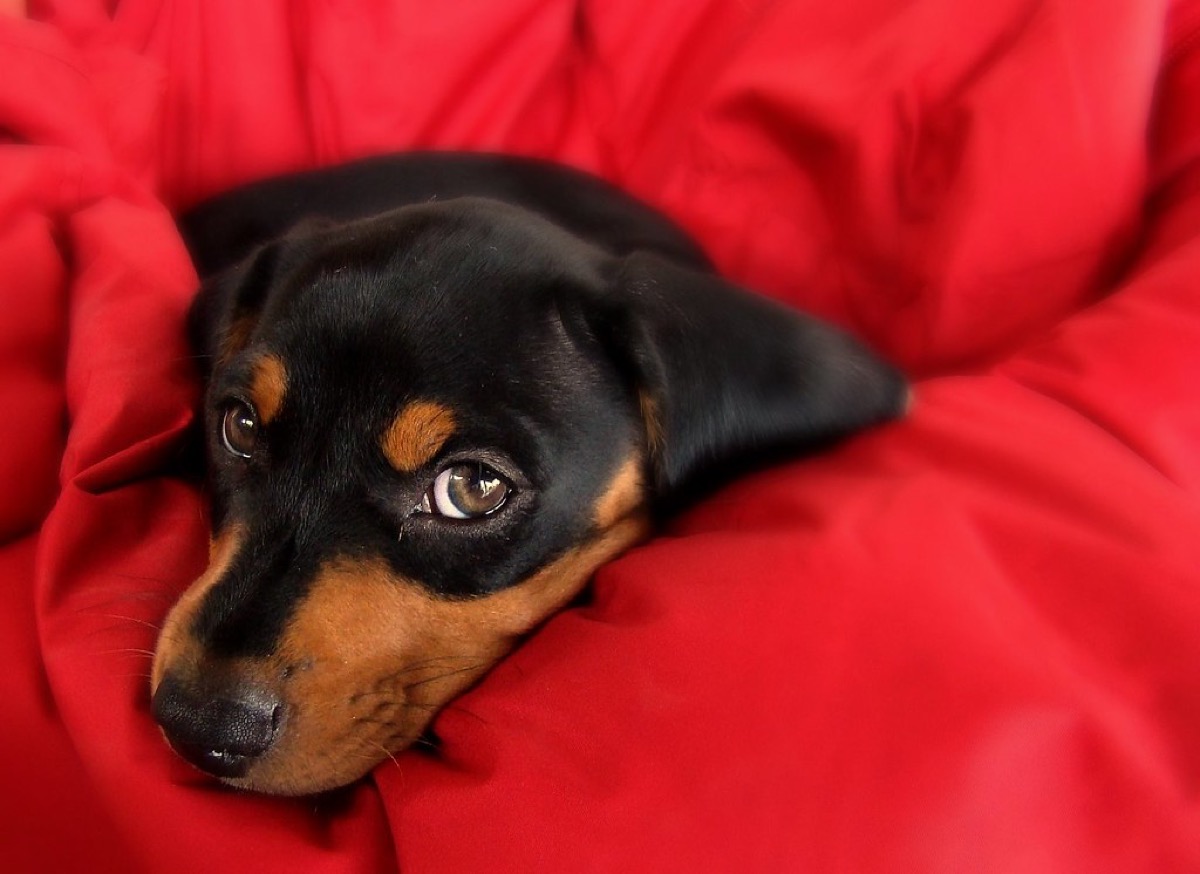 A black and tan dachshund resting its head on a soft blanket