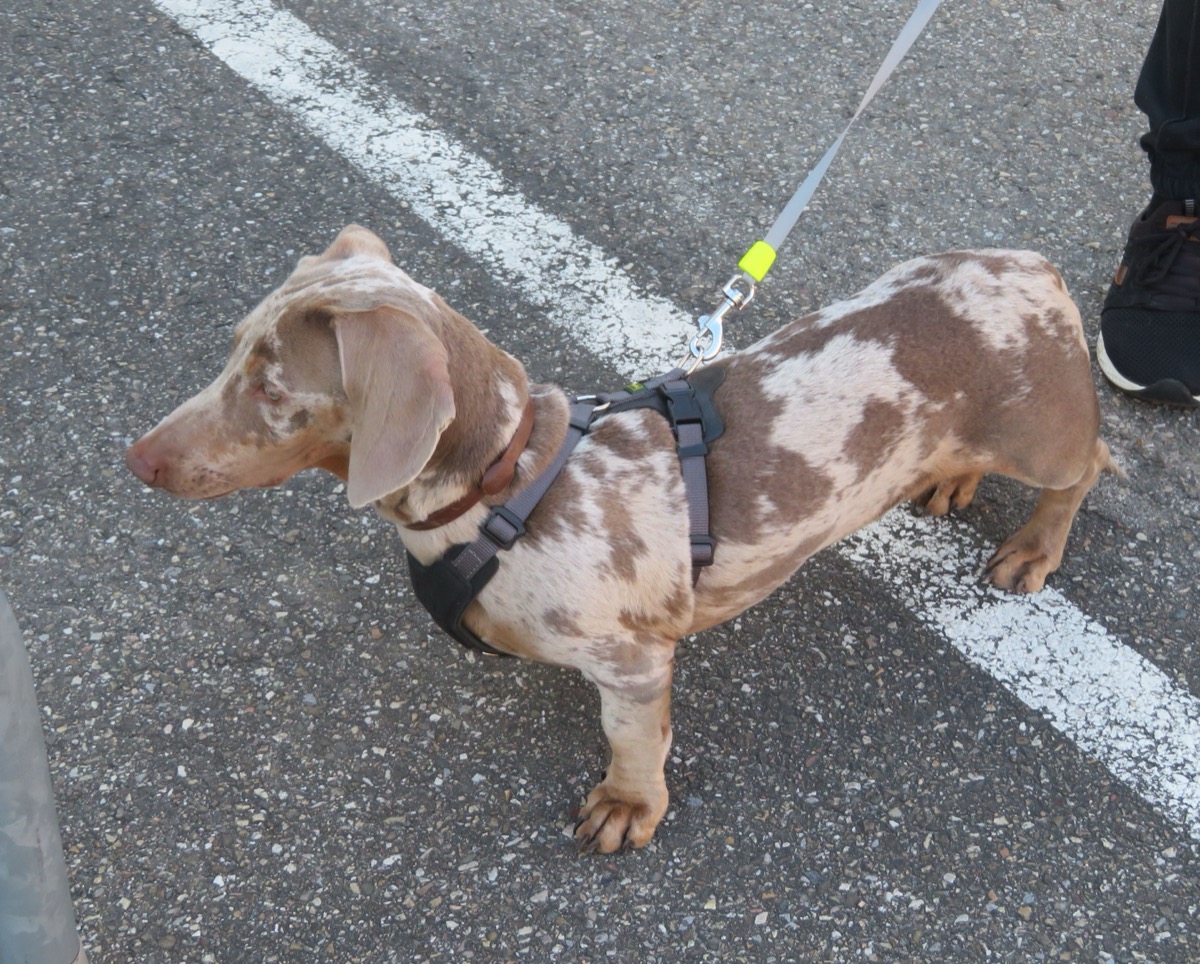 A dapple-patterned dachshund wearing a harness